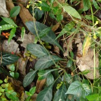 Gymnostachyum ceylanicum Arn. & Nees